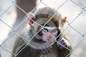 Sad baby monkey holding the fence