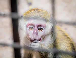 Sad baby monkey jailed behind the fence photo