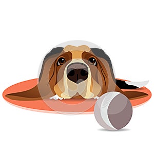 Sad basset hound on circle mat and ball