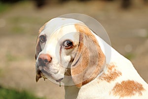 Sad beagle