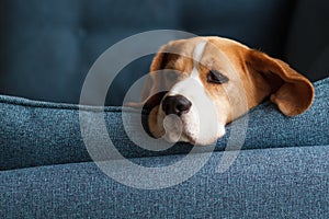 Sad beagle dog on blue background