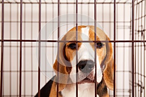 A sad beagle dog in an iron cage for pets. Wire box for keeping the animal.