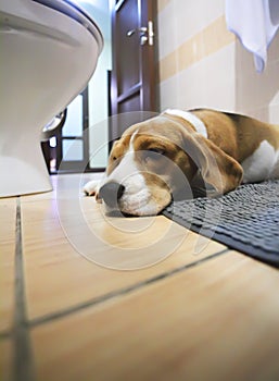 Sad beagle dog laying on a carpet