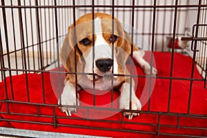 Sad beagle dog is lying in an close cage for pets.