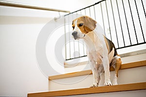 Sad beagle dog sitting on stairs, Way to bedroom blocked with barrier