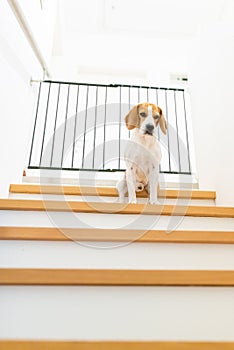 Sad beagle dog sitting on stairs, Way to bedroom blocked with barrier