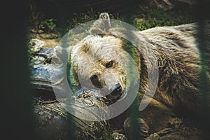 Sad bear