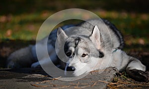 Sad beautiful dog breed Siberian husky lies in autumn