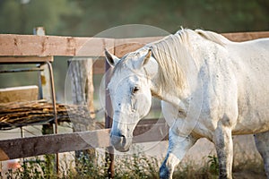 Sad beautiful gray mare horse in paddock in evening sunlight in summer