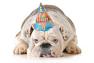 Sad birthday dog