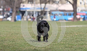 Sad Black Dog Alone in the Park