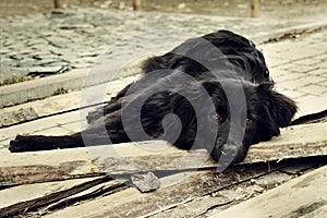 Sad black dog is laying on outdoors