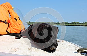 A sad black dog lies on the riverbank in a life jacket