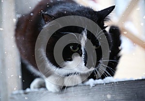 Sad black frozen cat sits under a snowfall