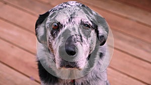 Sad black and white catahoula dog staring at camera and sniffing air in slow motion