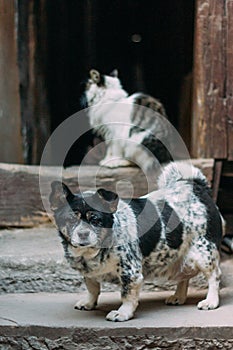 Sad black and white dog standing in front of a cat and chinese-styled door