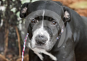 Sad black and white female Boxer Pitbull dog with old scars