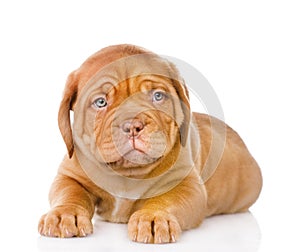 Sad Bordeaux puppy dog. isolated on white background