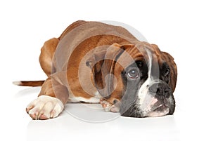 Sad Boxer dog puppy waiting for the owner photo