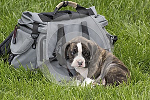 Sad Brindle Boxer Puppy Sitting With Backpack