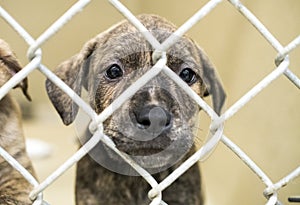 Sad brindle puppy at dog pound behind chain link kennel fence