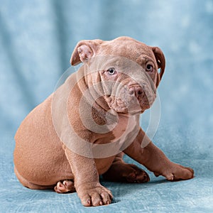 A sad brown American bully puppy sits on its side.