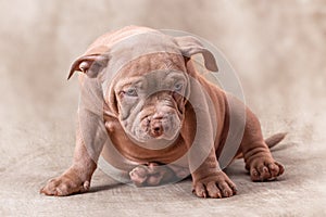 A sad brown American bully puppy sits on its side.