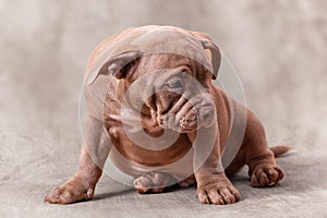 A sad brown American bully puppy sits on its side.