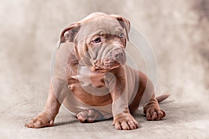 A sad brown American bully puppy sits on its side