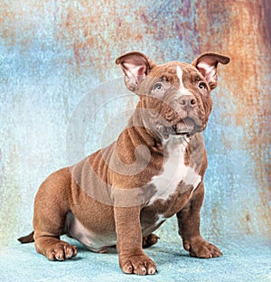 A sad brown American bully puppy sits and stares intently at the viewer.