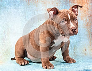 A sad brown American bully puppy sits and stares intently at the viewer.