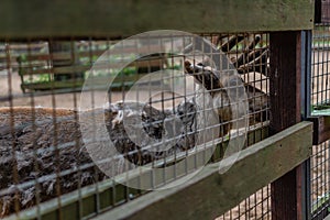 sad brown deer with antlers, muzzle, and behind the zoo cage. cruel exploitation