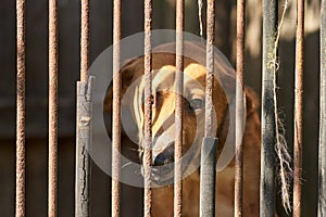 Sad brown dog behind the fence. Alone holmeless dog in the cage