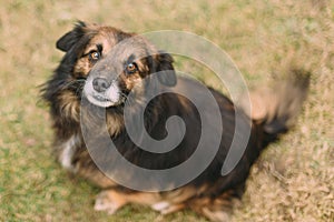 Sad brown dog looking helpless to the camera