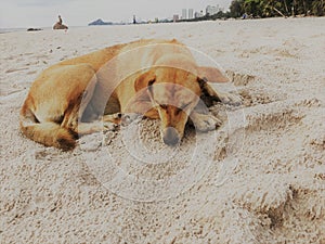 Sad brown dog lying on on beach sand.A brown dog sleeping on the sand in sea