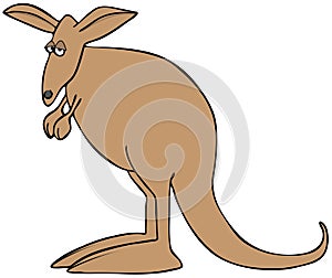 Sad brown kangaroo