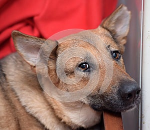 Sad brown pooch