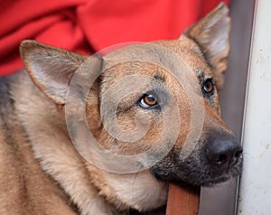 Sad brown pooch