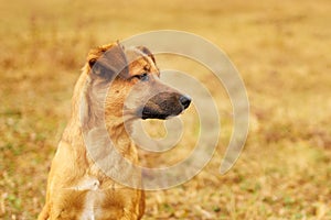 Sad brown puppy looking to the side.