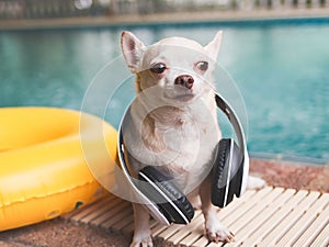 sad brown short hair chihuahua dog wearing headphones around neck, sitting by swimming pool with yellow swimming ring or