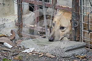 Sad brown Thai dog showing the unhappy from its eye. It`s in the old cage