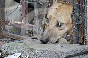 Sad brown Thai dog showing the unhappy from its eye. It`s in the old cage
