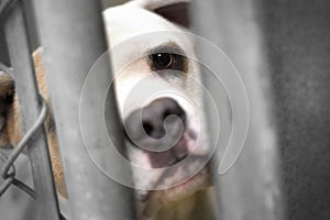 Sad Bulldog Pitbull dog behind chain link fence in animal control shelter pound kennel