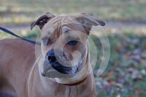 Sad ca de bou puppy is standing on a autumn meadow. Majorca mastiff or majorcan bulldog. Pet animals. photo