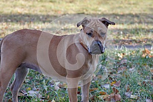 Sad ca de bou puppy is standing in the green grass. Majorca mastiff or majorcan bulldog. Pet animals. photo