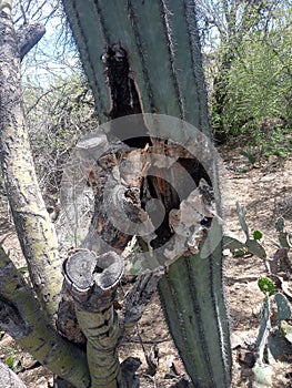 Sad cactus Arizona torn by paloverde photo