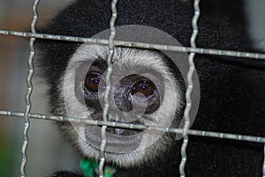 Sad caged black monkey