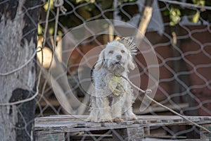 Caged dog sad