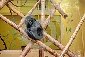Sad caged monkey