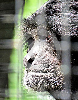 Sad Caged Siamang Gibbon Behind Blurred Bars in Zoo